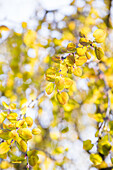 Cercidiphyllum japonicum 'Pendulum'