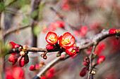 Chaenomeles japonica