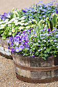 Tub planting with horn violets