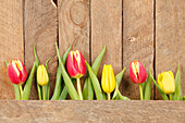 Tulipa