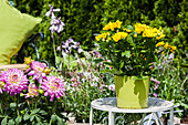 Chrysanthemum indicum, yellow