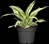 Dracaena fragrans 'White Jewel'