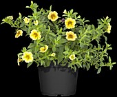 Calibrachoa, yellow