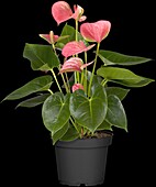 Anthurium x andreanum, pink