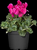 Cyclamen persicum, lila