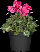 Cyclamen persicum, pink