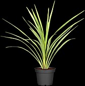 Cordyline australis 'Green Star'