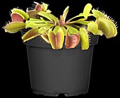 Dionaea