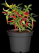 Capsicum annuum 'Fire-kissed cress