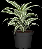 Dracaena fragrans 'White Jewel'