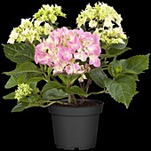 Hydrangea macrophylla, pink