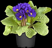 Primula vulgaris, blue