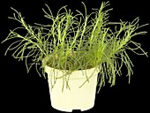 Santolina viridis