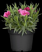 Dianthus 'Colores