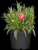 Dianthus 'SuperTrouper'®