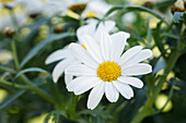 Argyranthemum frutescens