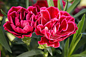 Dianthus caryophyllus