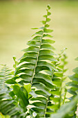 Pteris