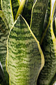 Sansevieria trifasciata