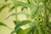 Salvia officinalis