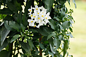 Solanum jasminoides