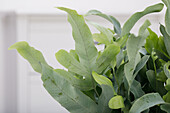 Phlebodium aureum 'Blue Star'