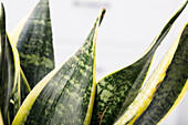 Sansevieria trifasciata