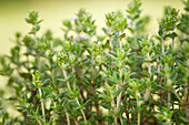 Thymus vulgaris 'Fredo'