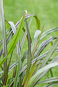 Pennisetum setaceum 'Princess'