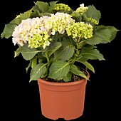 Hydrangea macrophylla 'Pink Sensation'(s)