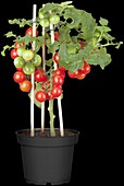 Solanum lycopersicum var. cerasiforme 'Pick a Tom'®