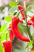 Capsicum annuum 'Pick a Hot® Pep Red Chile Pepper'