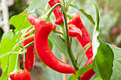 Capsicum annuum 'Pick a Hot® Pep Red Chile Pepper'