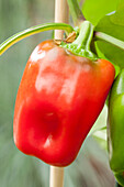 Capsicum annuum Pick a Pep® Red Pepper