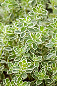 Thymus vulgaris 'Variegata'