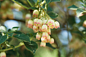 Enkianthus campanulatus