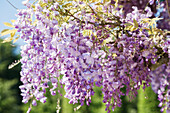 Wisteria sinensis