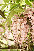 Wisteria floribunda 'Rosea'