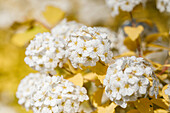 Spiraea x vanhouttei 'Gold Fountain'