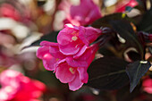 Weigela florida 'Victoria'