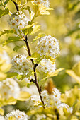 Physocarpus opulifolius 'Dart's Gold'.