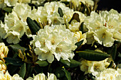 Rhododendron yakushimanum 'Millenium Gold'