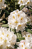 Rhododendron, white