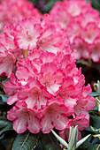 Rhododendron, pink