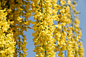 Laburnum watereri 'Vossii'