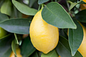 Citrus limon x fortunella japonica