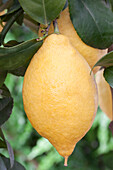 Citrus limon