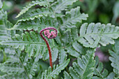 Fern