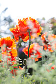 Papaver orientale