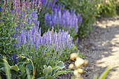 Salvia nemorosa Amethyst